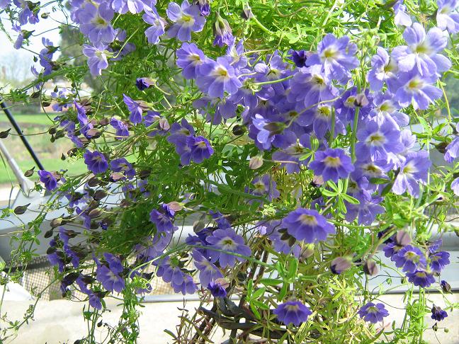 Tropaeolum azureum 