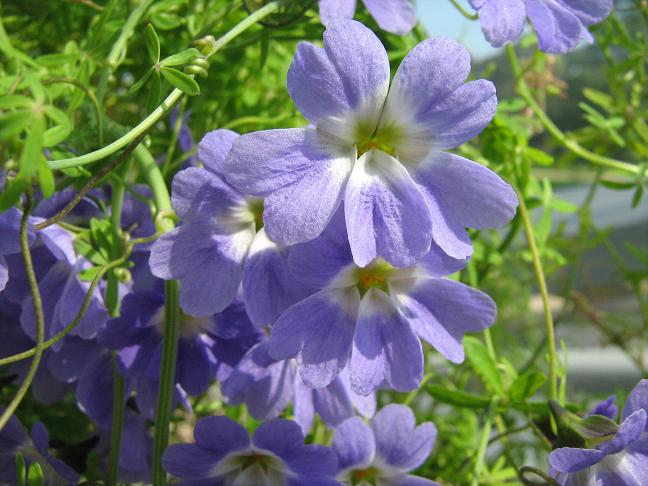 Tropaeolum azureum 