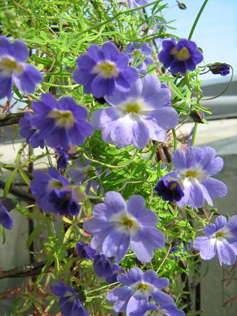 Tropaeolum azureum 