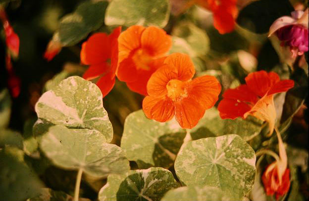 Tropaeolum majus 'Alaska' 