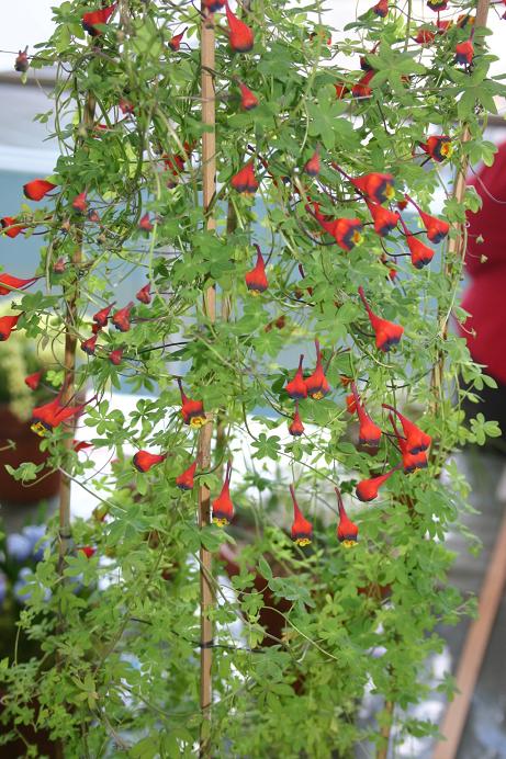 Tropaeolum tricolorum 