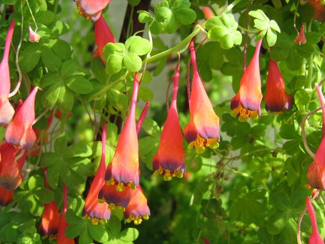 Tropaeolum tricolorum 