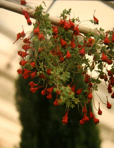 Tropaeolum tricolorum 