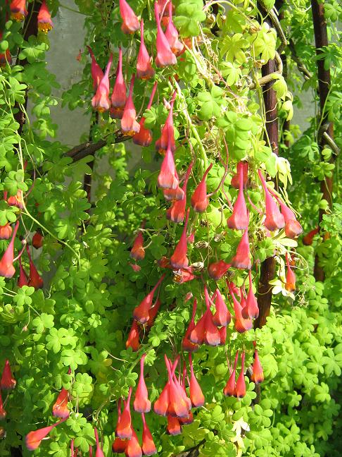 Tropaeolum tricolorum 