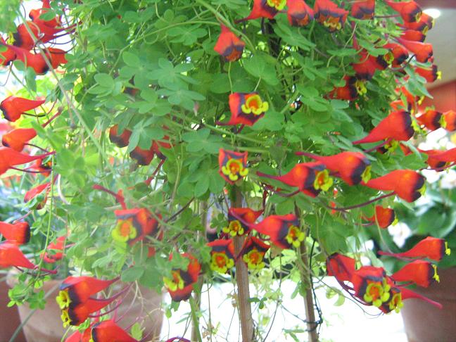 Tropaeolum tricolorum 