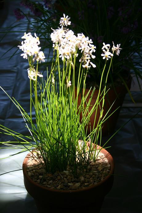 Tulbaghia coddii 