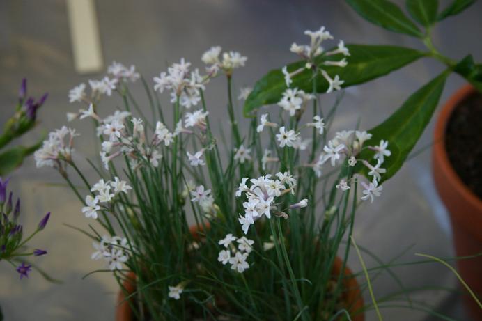 Tulbaghia cominsii 