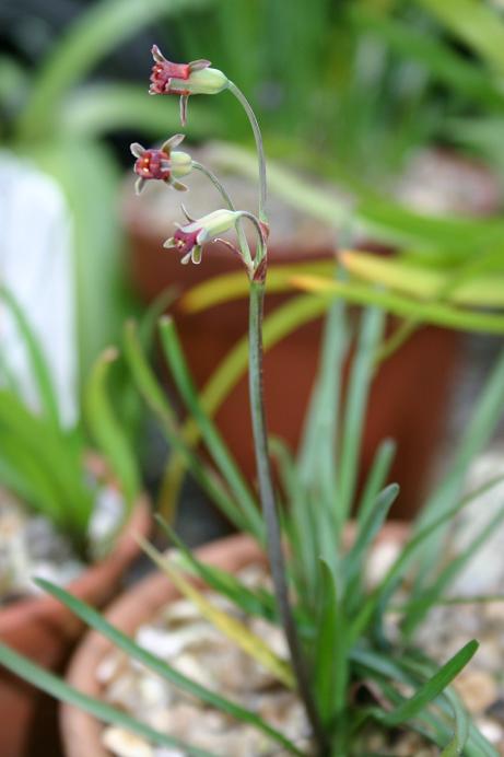 Tulbaghia violacea minor 