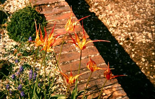 Tulipa acuminata 