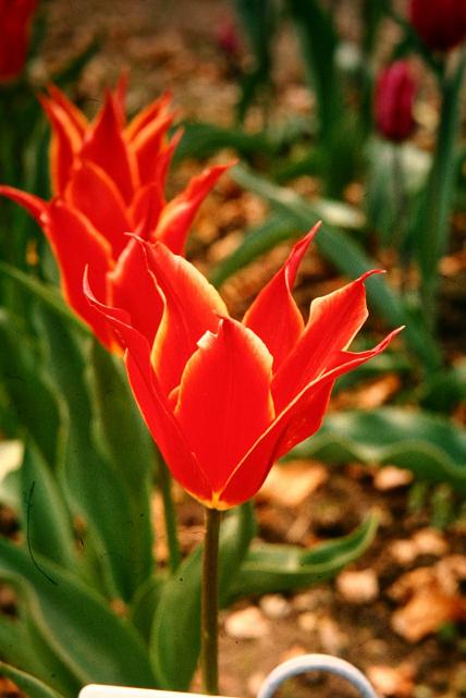 Tulipa 'Aladdin' 