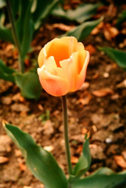 Tulipa 'Apricot Beauty' 