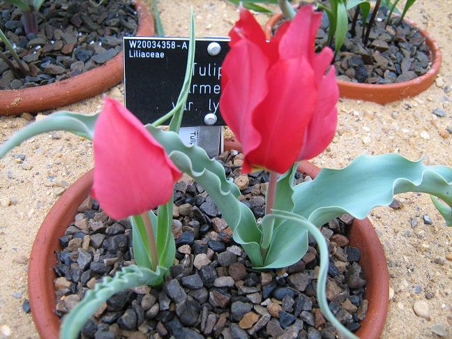 Tulipa armenaica lycica 