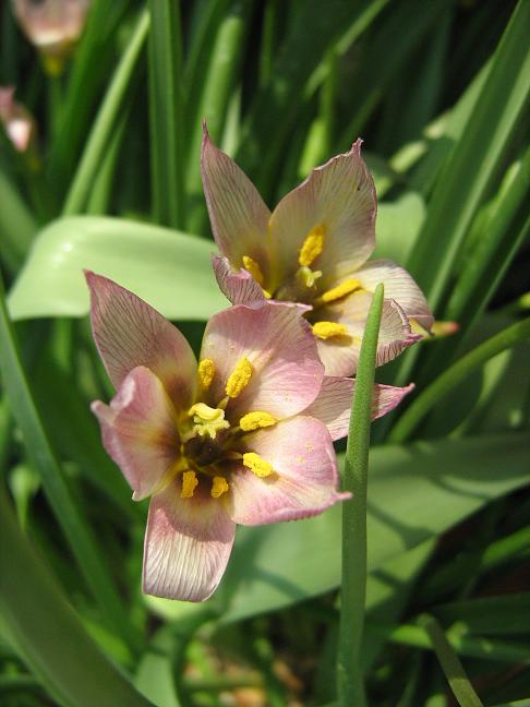 Tulipa aucheriana 