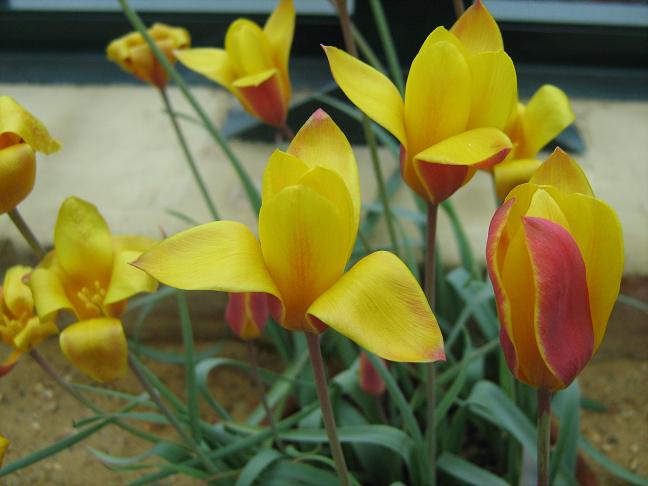 Tulipa clusiana chrysantha 