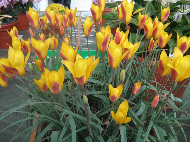 Tulipa clusiana chrysantha 