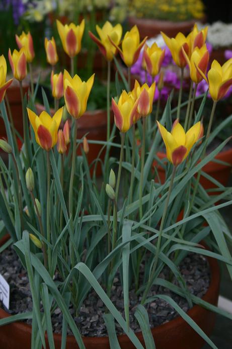 Tulipa clusiana chrysantha 