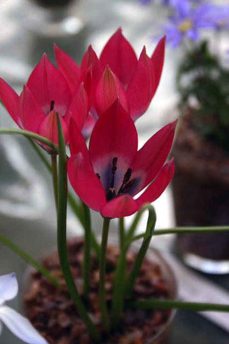 Tulipa humilis 'Little Beauty' 