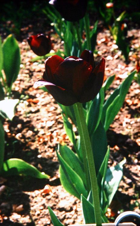 Tulipa 'Noir' 