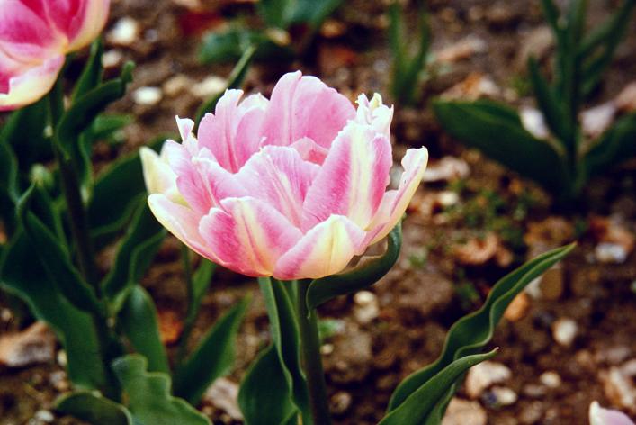 Tulipa 'Peach Blossom' 