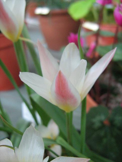 Tulipa stellata 