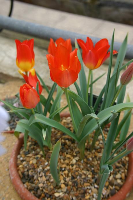 Tulipa vvedenskyi 