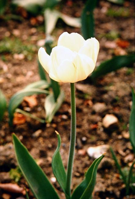 Tulipa 'Whitehawk' 