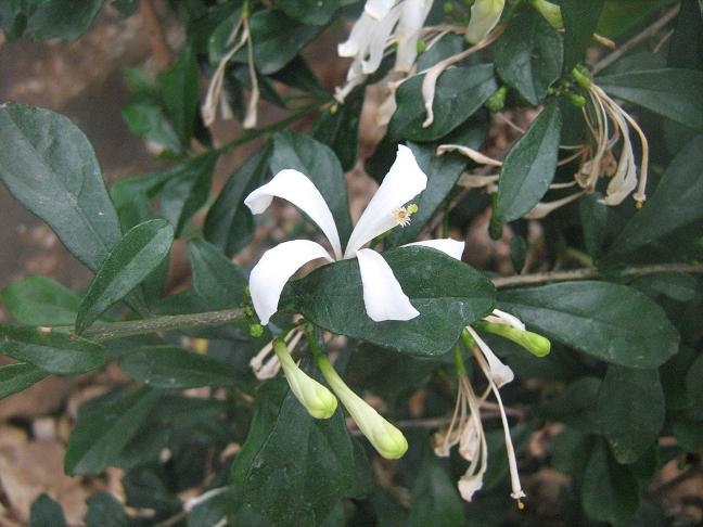 Turraea obtusifolia 