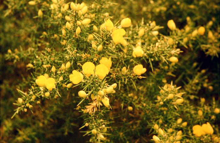 Ulex europaeus 'Plenus' 