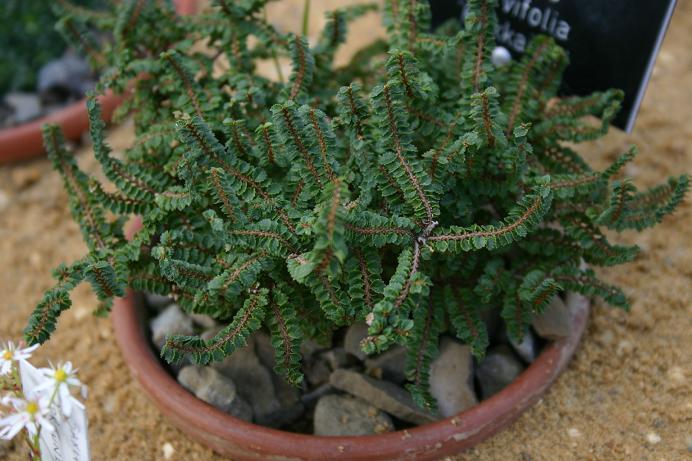 Ulmus parvifolia 'Hokkaido' 