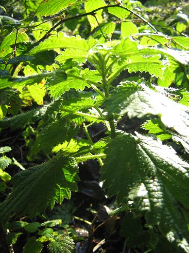 Urtica dioica 