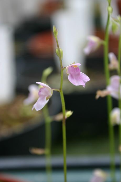 Utricularia calycifida 