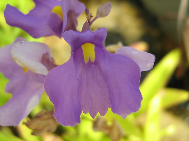 Utricularia longifolia 