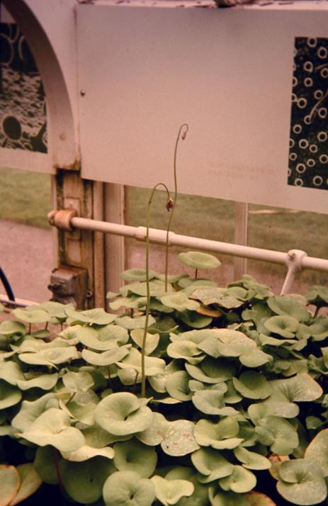 Utricularia reniformis 