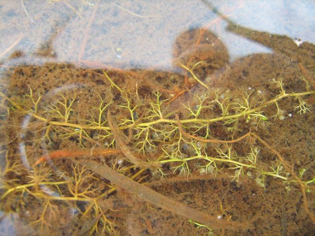 Utricularia stygia 