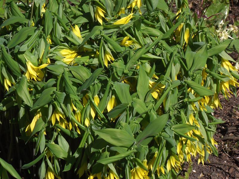 Uvularia grandiflora 