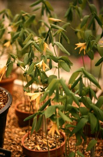 Uvularia grandiflora 