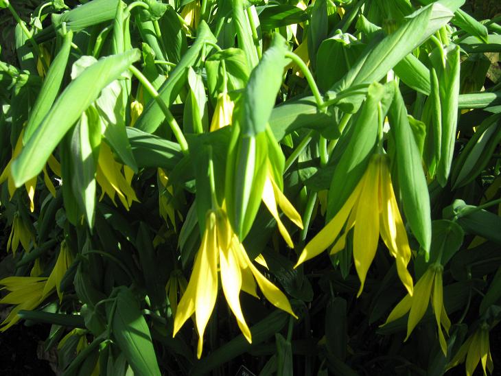 Uvularia grandiflora 