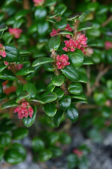 Vaccinium ovatum 'St.Andrews' 