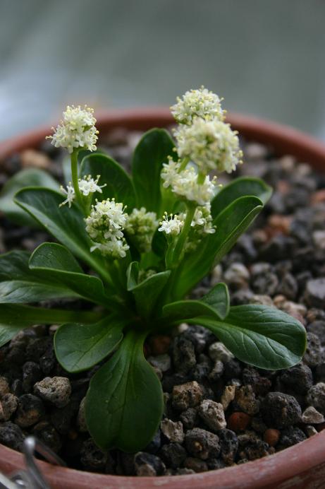 Valeriana macrorhiza 