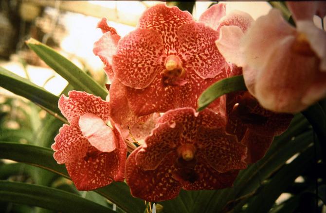 Vanda Hybrids 