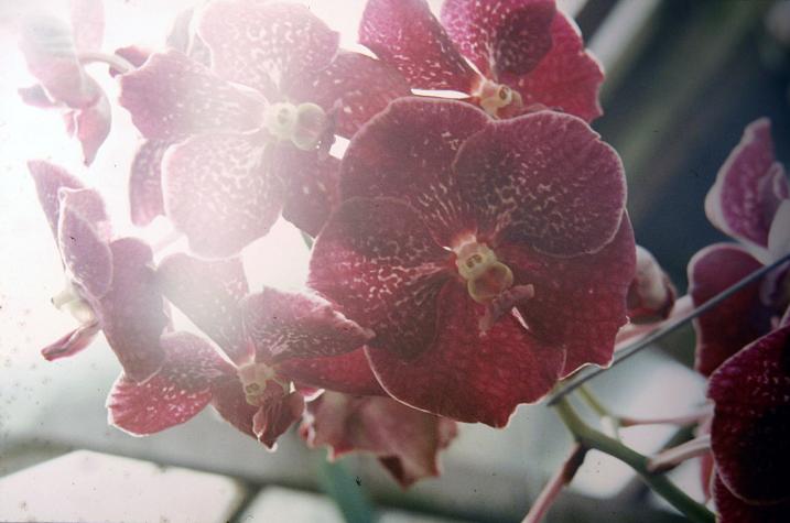 Vanda Hybrids 