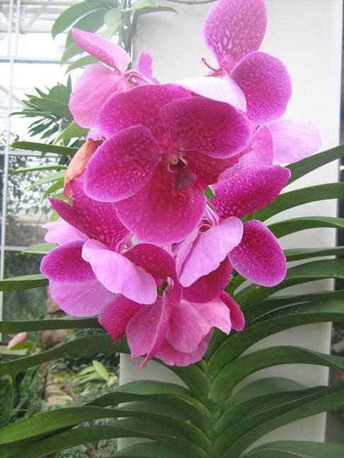 Vanda Pat Delight 