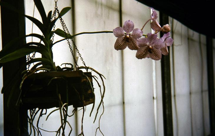 Vanda rothschildiana 