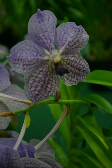 Vanda rothschildiana 