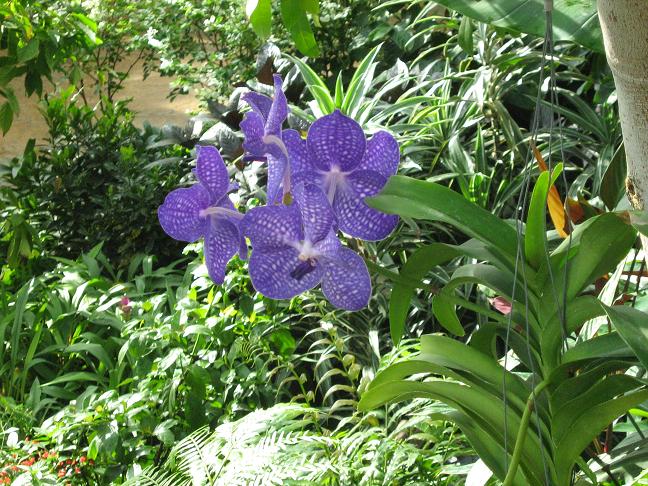 Vanda Sansai Blue 