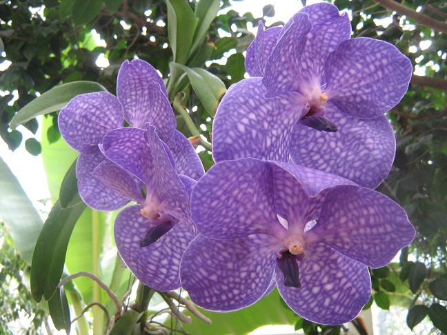 Vanda Sansai Blue 