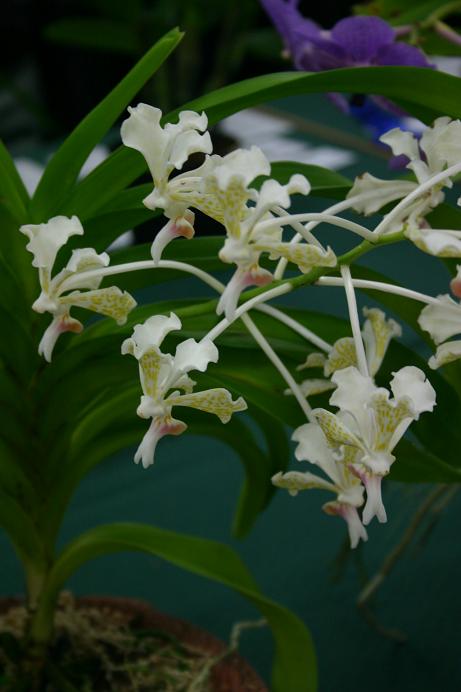 Vanda tricolor 