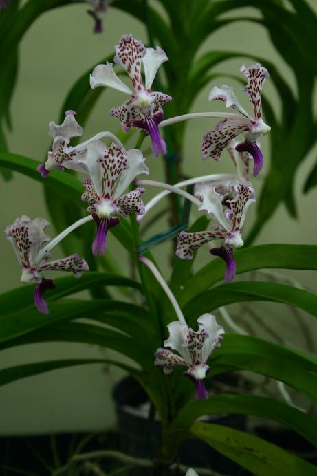 Vanda tricolor 