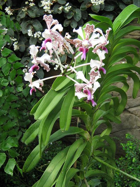 Vanda tricolor suavis 