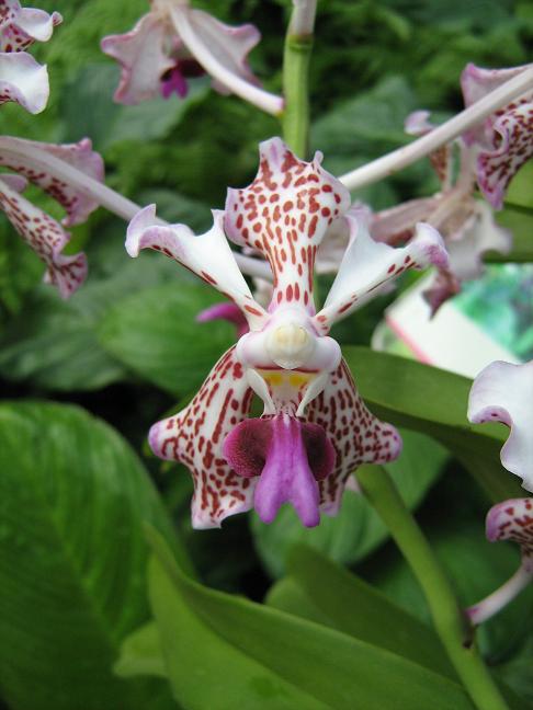 Vanda tricolor suavis 